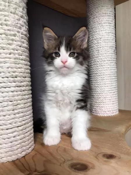 Meraviglioso cucciolo di Maine Coon disponibile | Foto 1
