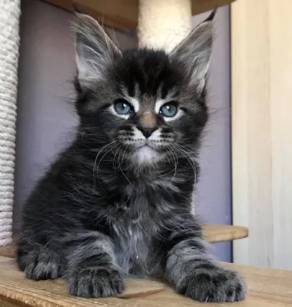 Meraviglioso cucciolo di Maine Coon disponibile | Foto 0