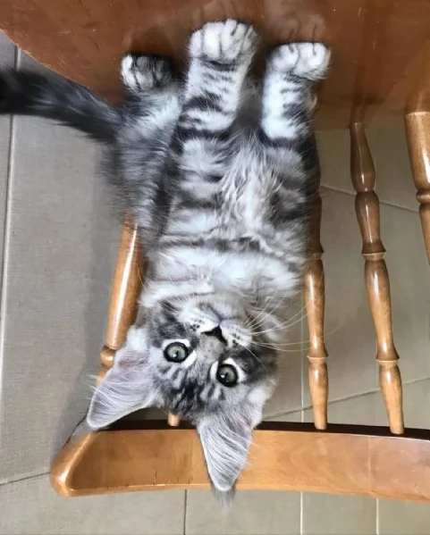 maschio Maine Coon | Foto 2