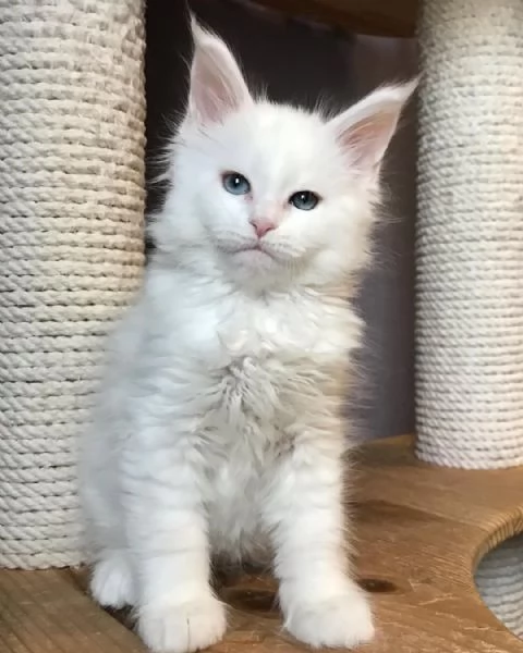 maschio Maine Coon | Foto 1