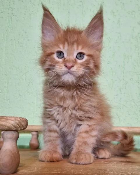 Maine coon cucciolo | Foto 6