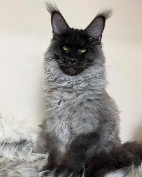 Maine coon cucciolo