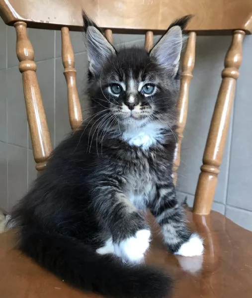 Maine coon cucciolo | Foto 1