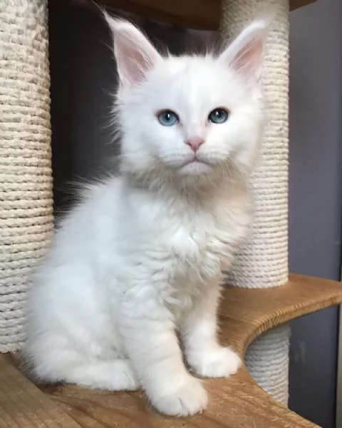 splendidi Maine Coon | Foto 6