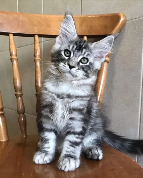 splendidi Maine Coon | Foto 4