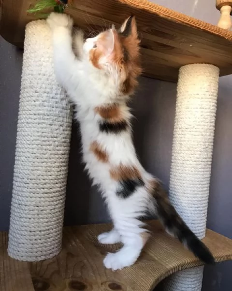 splendidi Maine Coon | Foto 0