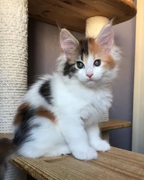 splendidi Maine Coon