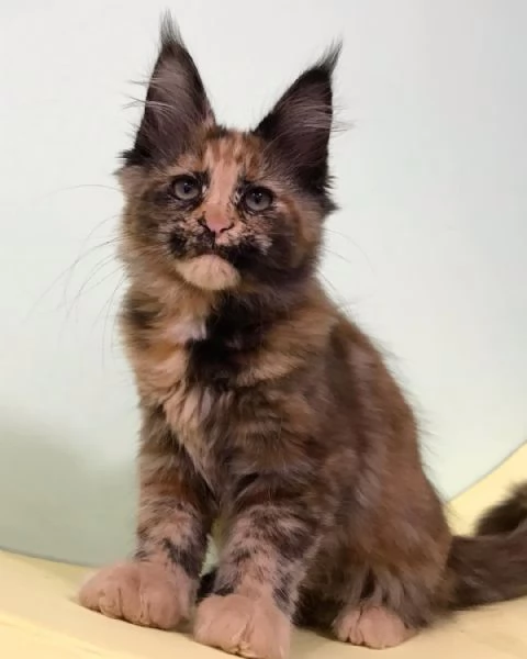 maine coon cuccioli | Foto 6