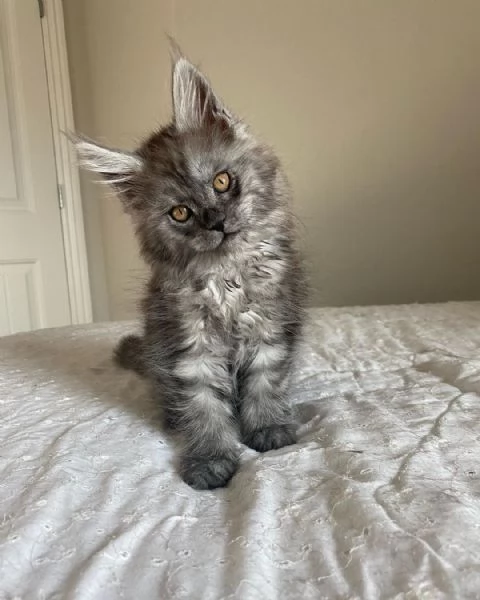 maine coon cuccioli
