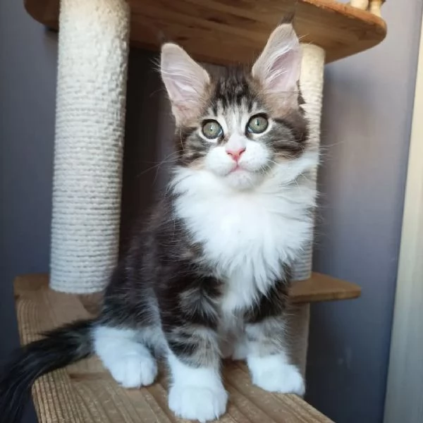 maine coon cuccioli | Foto 5