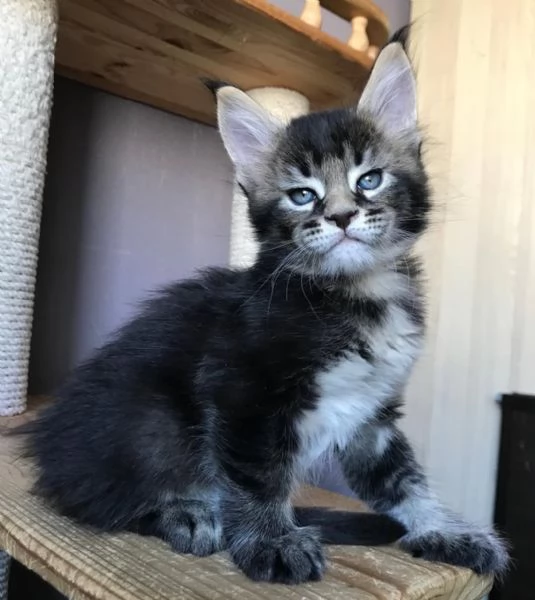 maine coon cuccioli | Foto 2