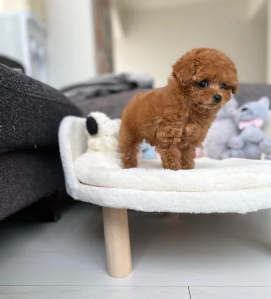 Cuccioli di BARBONCINI TOY | Foto 2