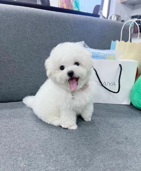 Cuccioli di BARBONCINI TOY | Foto 1