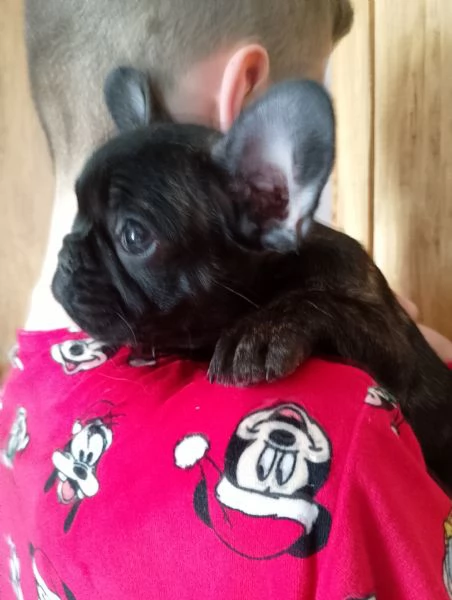 Bellissimi cuccioli di bouledogue francese 