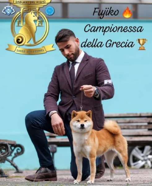 Cuccioli di shiba inu con pedigree disponibili | Foto 4