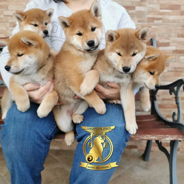 Cuccioli di shiba inu con pedigree disponibili | Foto 3