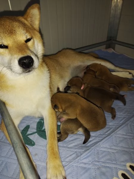 Cuccioli di shiba inu con pedigree disponibili | Foto 0