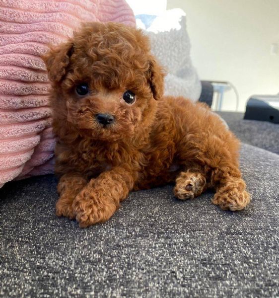 Cuccioli Barboncini toy | Foto 0