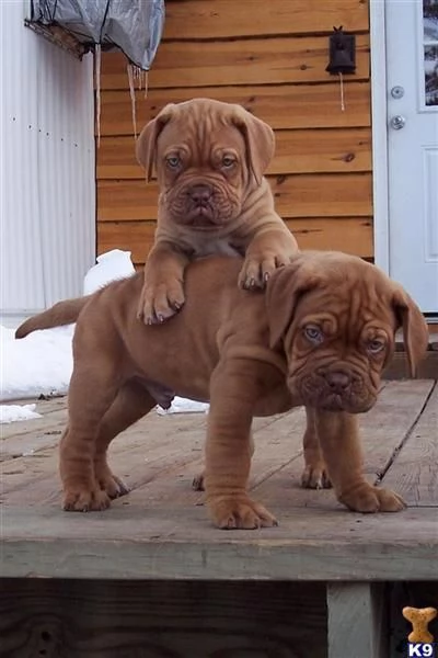 Regalo Cuccioli di dogue de bordeaux Disponibili 5 splendidi cuccioli di dogue de bordeaux 3 maschi 