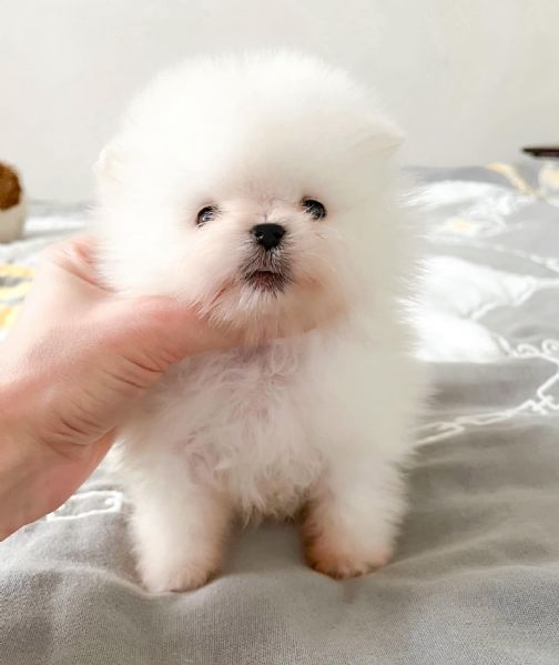 Spitz pomerania maschio e femmina | Foto 0
