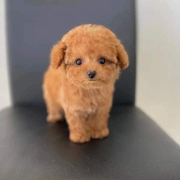 Cuccioli di barboncino toy | Foto 0