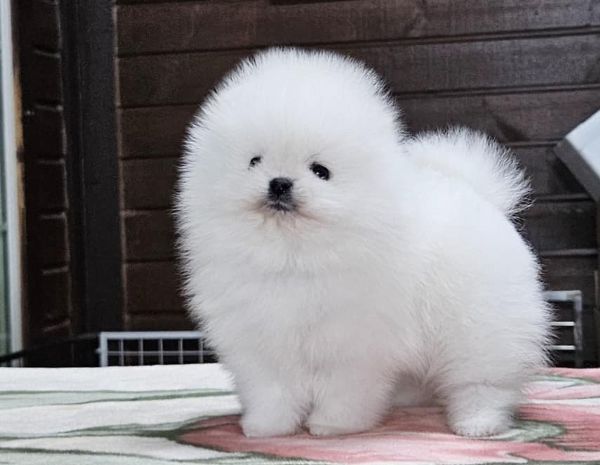 Cuccioli di Spitz Pomerania mini toy | Foto 0