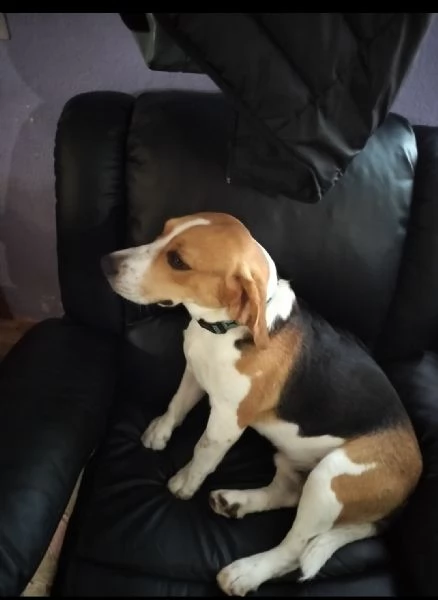 Regalo coppia Beagle  | Foto 5