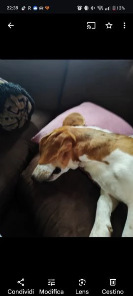 Regalo coppia Beagle 