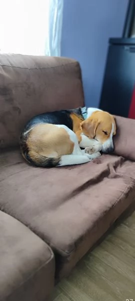 Regalo coppia Beagle  | Foto 4