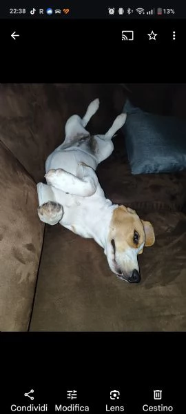 Regalo coppia Beagle  | Foto 3