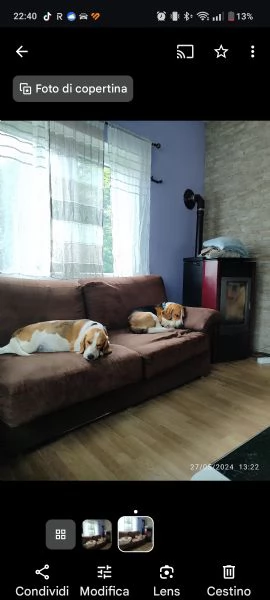 Regalo coppia Beagle  | Foto 2