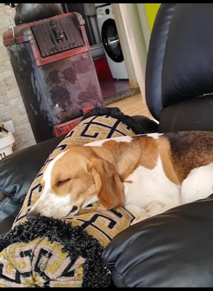 Regalo coppia Beagle  | Foto 1