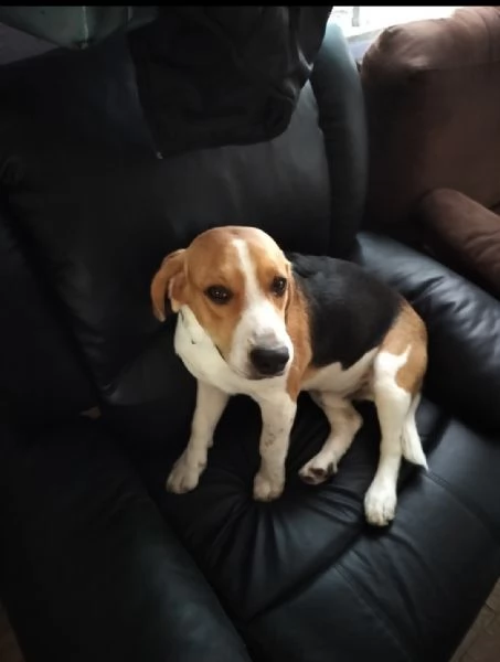 Regalo coppia Beagle  | Foto 0