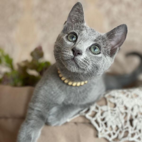 Gattini Blue di Russia | Foto 0