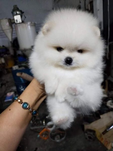 Cuccioli di Spitz nano tedesco | Foto 0