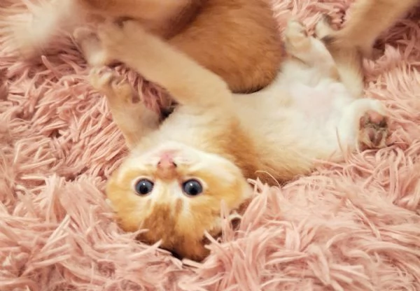 gattini Scottish Fold e Straight