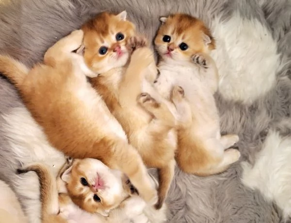 gattini Scottish Fold e Straight | Foto 1