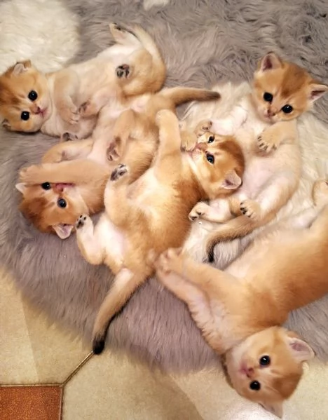 gattini Scottish Fold e Straight | Foto 0