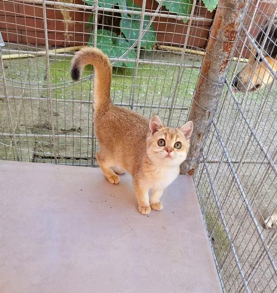 Cucciole Scottish Straight con pedigree Campania