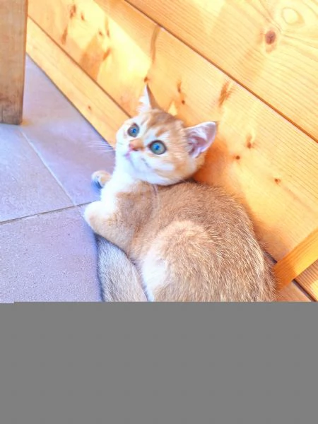 Cucciole Scottish Straight con pedigree Campania | Foto 5