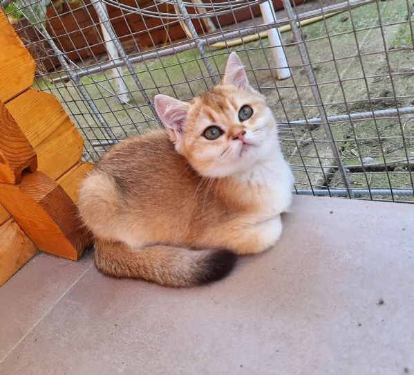 Cucciole Scottish Straight con pedigree Campania | Foto 4