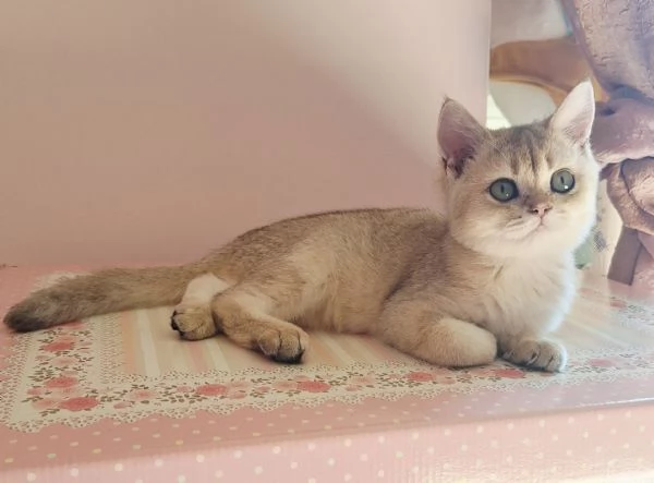 Cucciole Scottish Straight con pedigree Campania | Foto 10