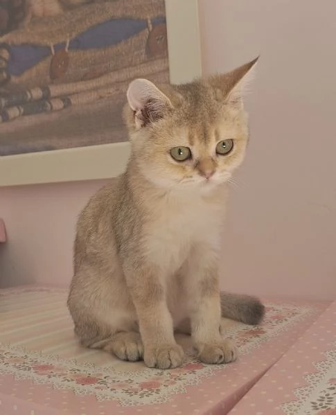Cucciole Scottish Straight con pedigree Campania | Foto 9