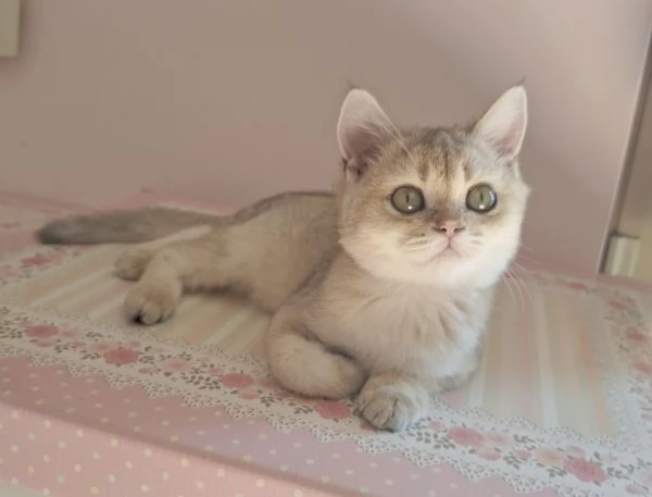 Cucciole Scottish Straight con pedigree Campania | Foto 7