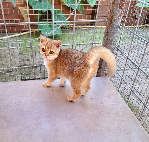 Cucciole Scottish Straight con pedigree Campania | Foto 3