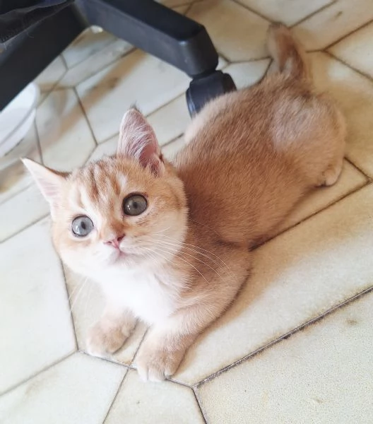 Cucciole Scottish Straight con pedigree Campania | Foto 5