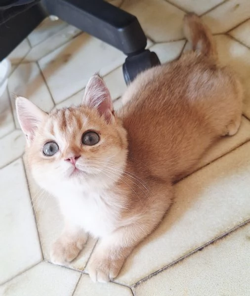 Cucciole Scottish Straight con pedigree Campania | Foto 4