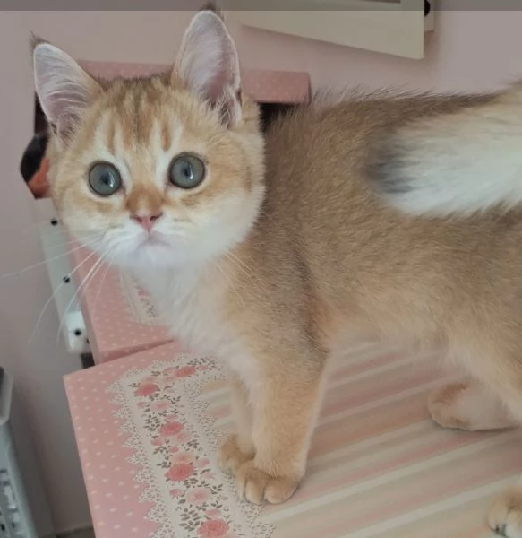 Cucciole Scottish Straight con pedigree Campania | Foto 3
