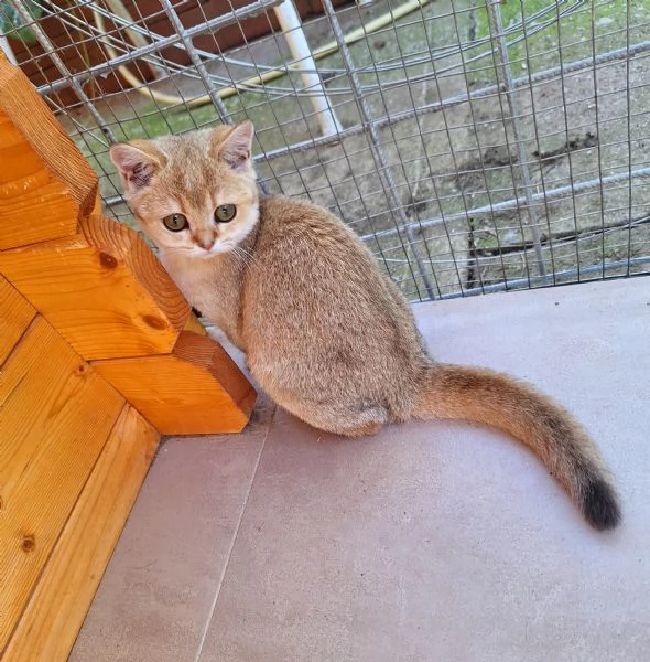 Cucciole Scottish Straight con pedigree Campania | Foto 2