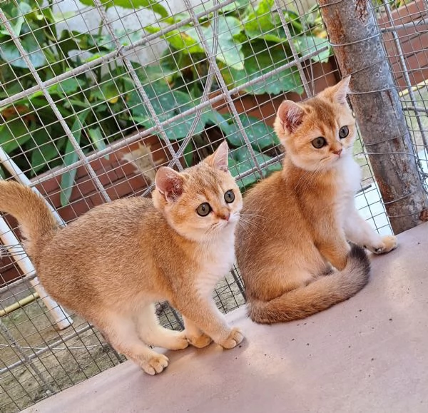 Cucciole Scottish Straight con pedigree Campania | Foto 1